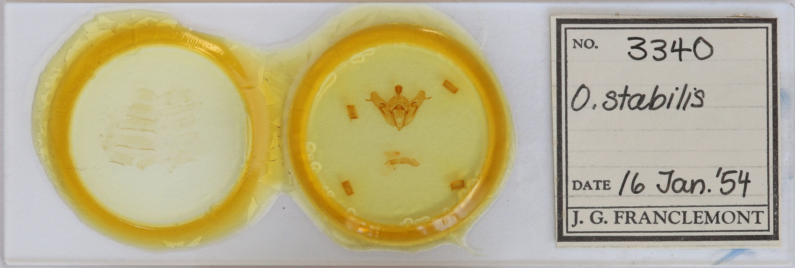 slide view of adult Orthosia cerasi