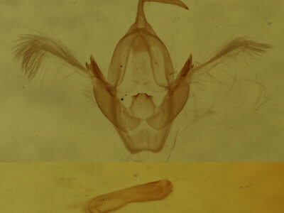 genitalia view of adult Oruza albocostaliata