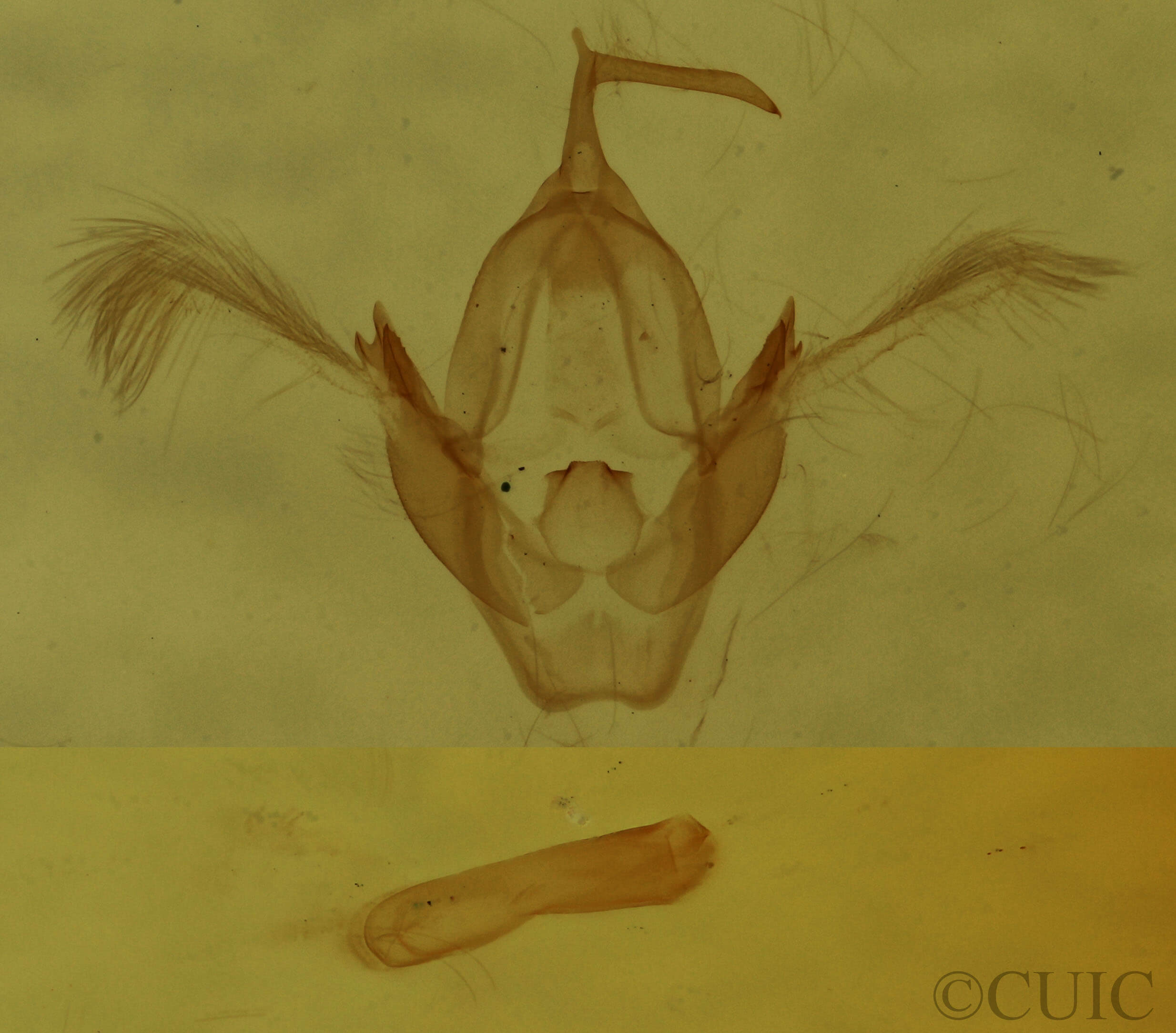 genitalia view of adult Oruza albocostaliata
