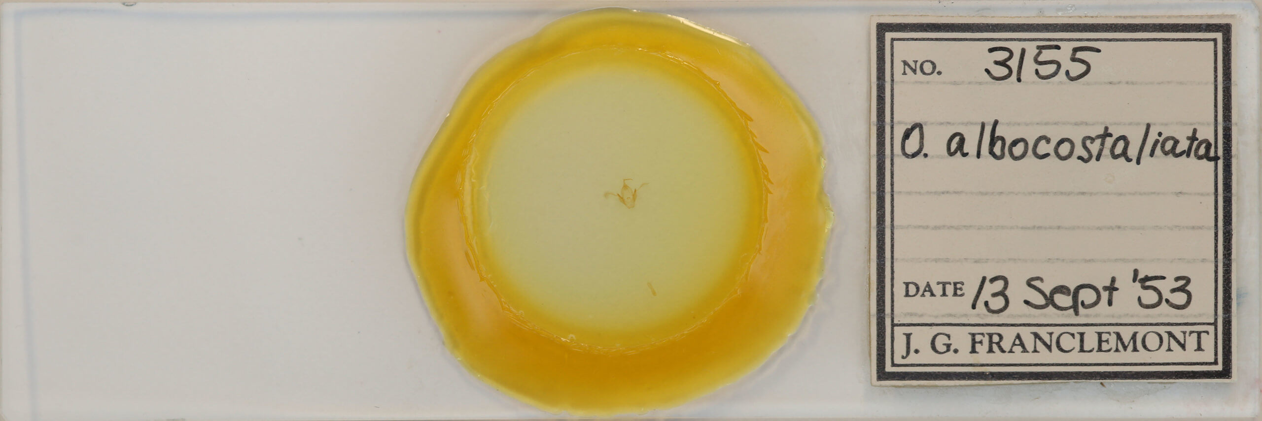 slide view of adult Oruza albocostaliata