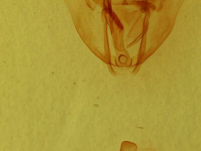 genitalia view of adult Oxydia cubana