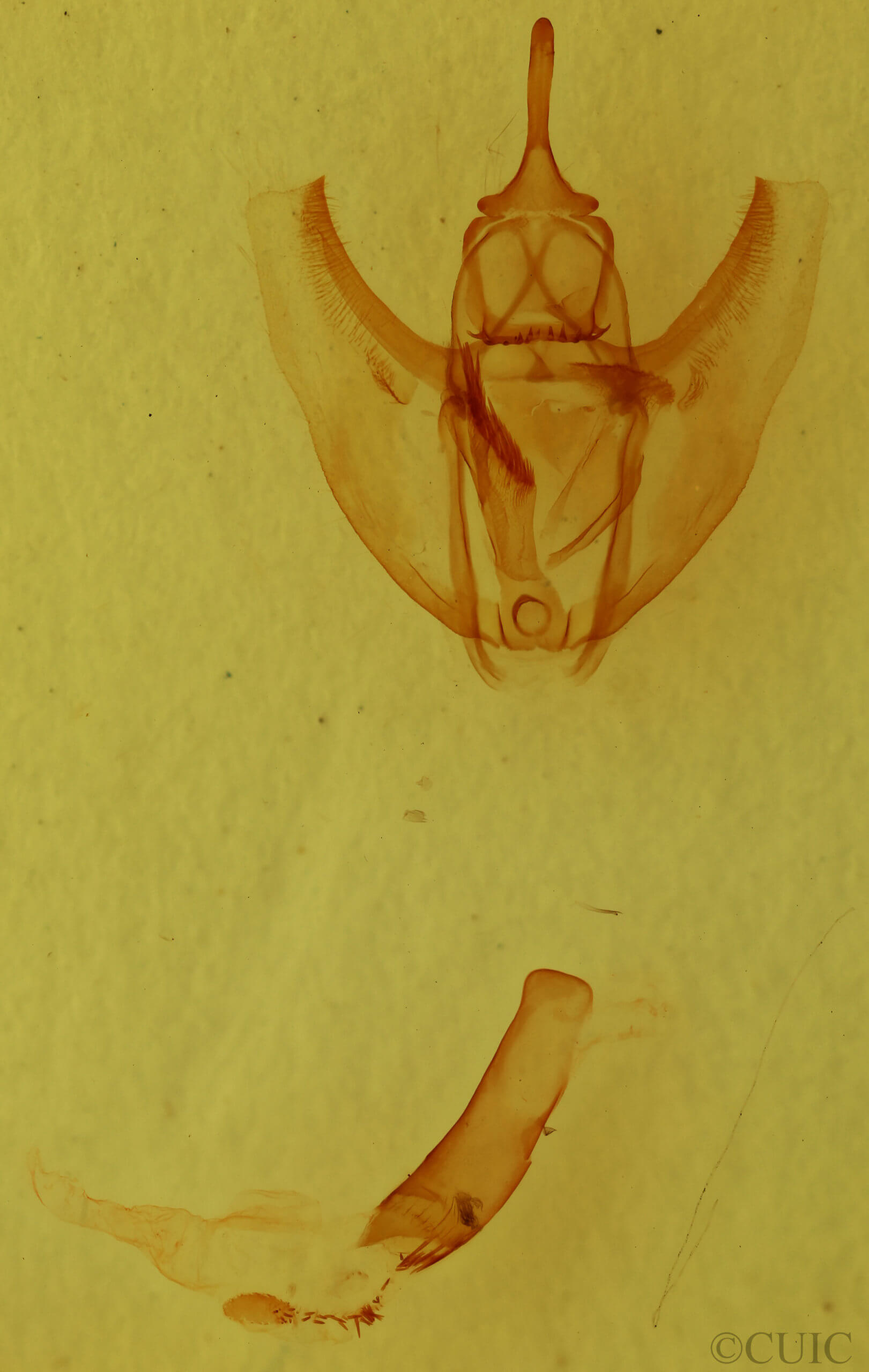 genitalia view of adult Oxydia cubana