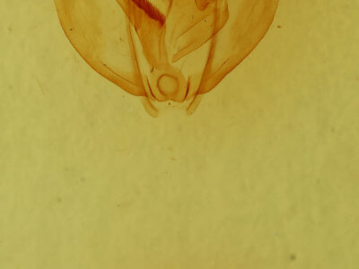 genitalia view of adult Oxydia cubana