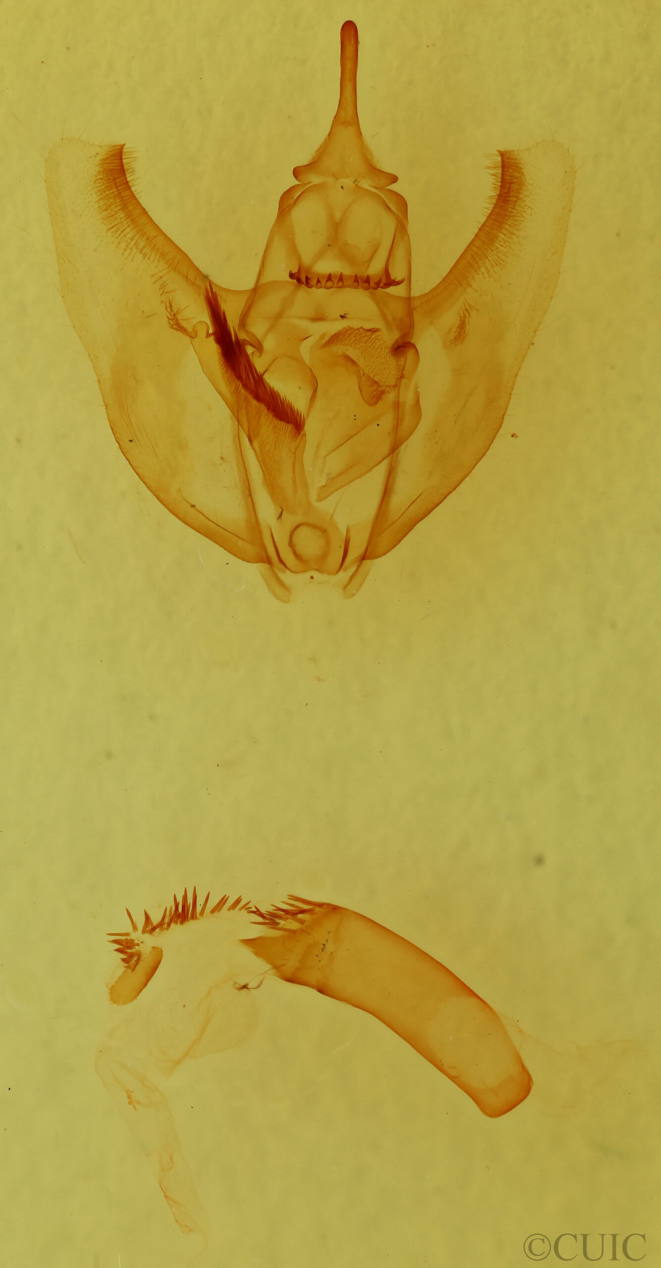 genitalia view of adult Oxydia cubana