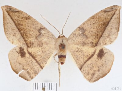 dorsal view of adult Oxydia vesulia