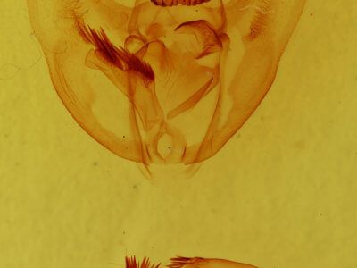 genitalia view of adult Oxydia vesulia