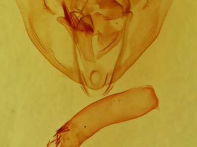 genitalia view of adult Oxydia vesulia