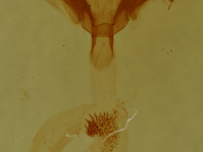 genitalia view of adult Paectes abrostoloides