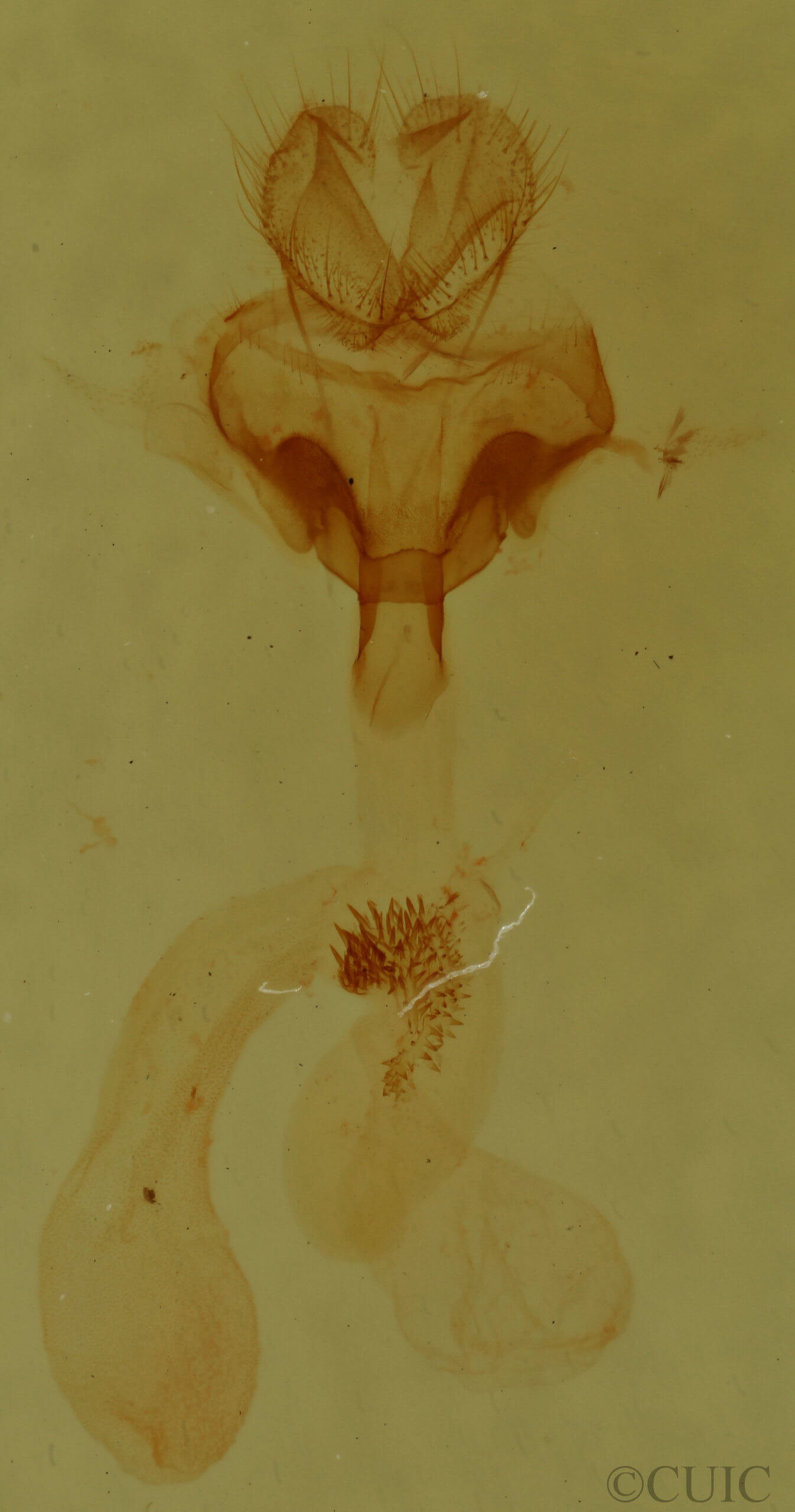 genitalia view of adult Paectes abrostoloides