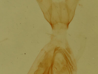 genitalia view of adult Paectes pygmaea