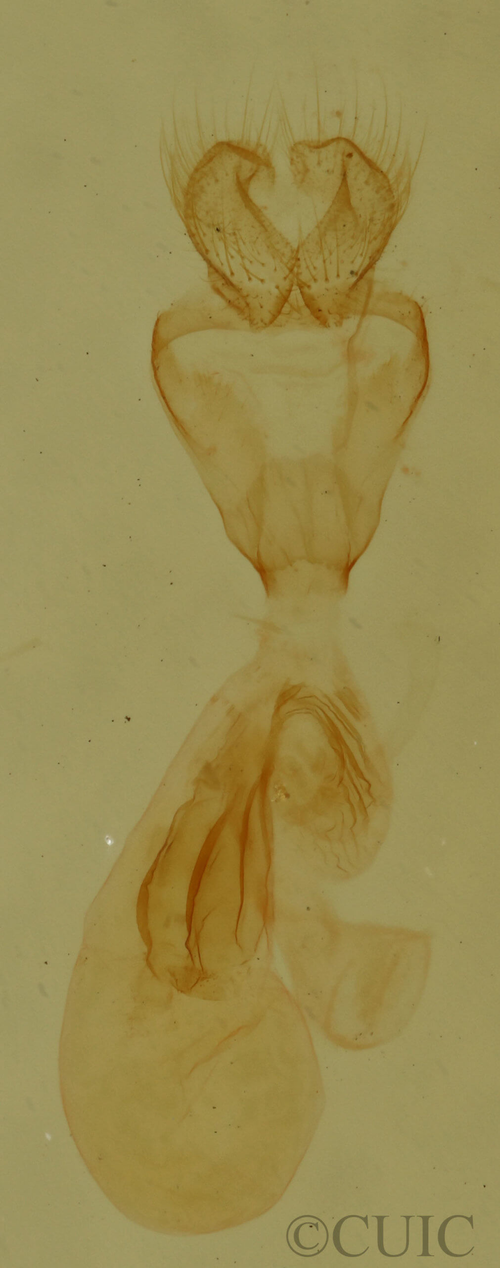 genitalia view of adult Paectes pygmaea