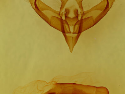 genitalia view of adult Panthea furcilla furcilla