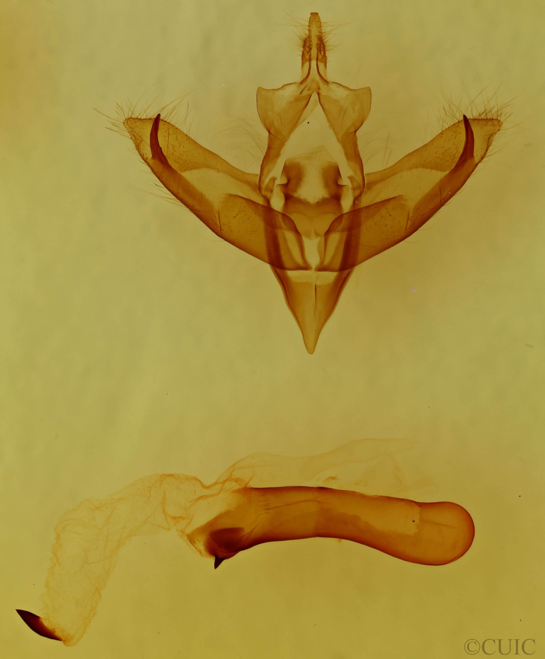 genitalia view of adult Panthea furcilla furcilla