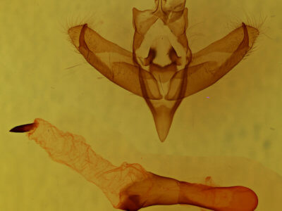 genitalia view of adult Panthea furcilla furcilla