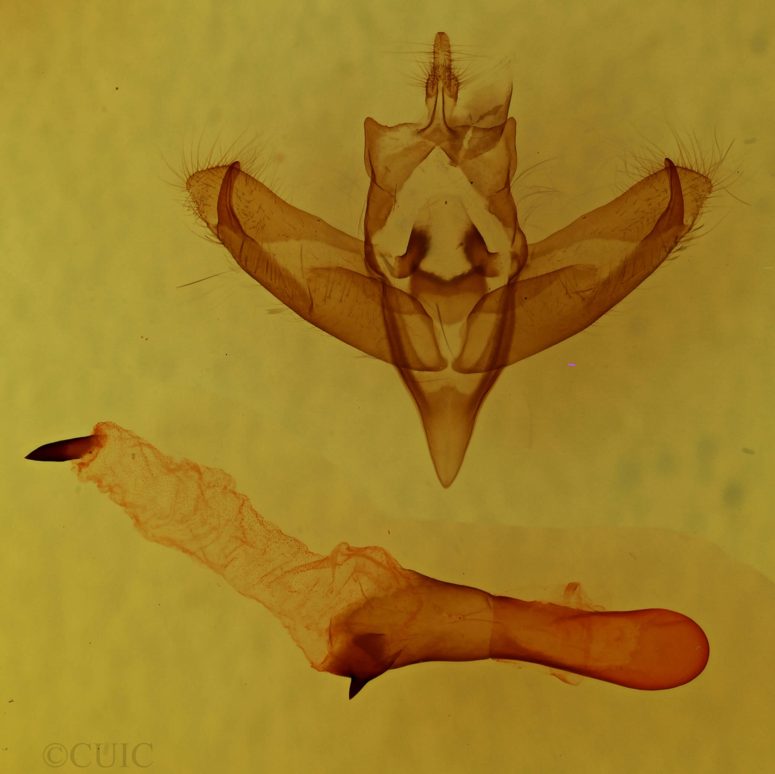 genitalia view of adult Panthea furcilla furcilla