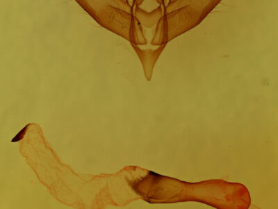 genitalia view of adult Panthea furcilla furcilla