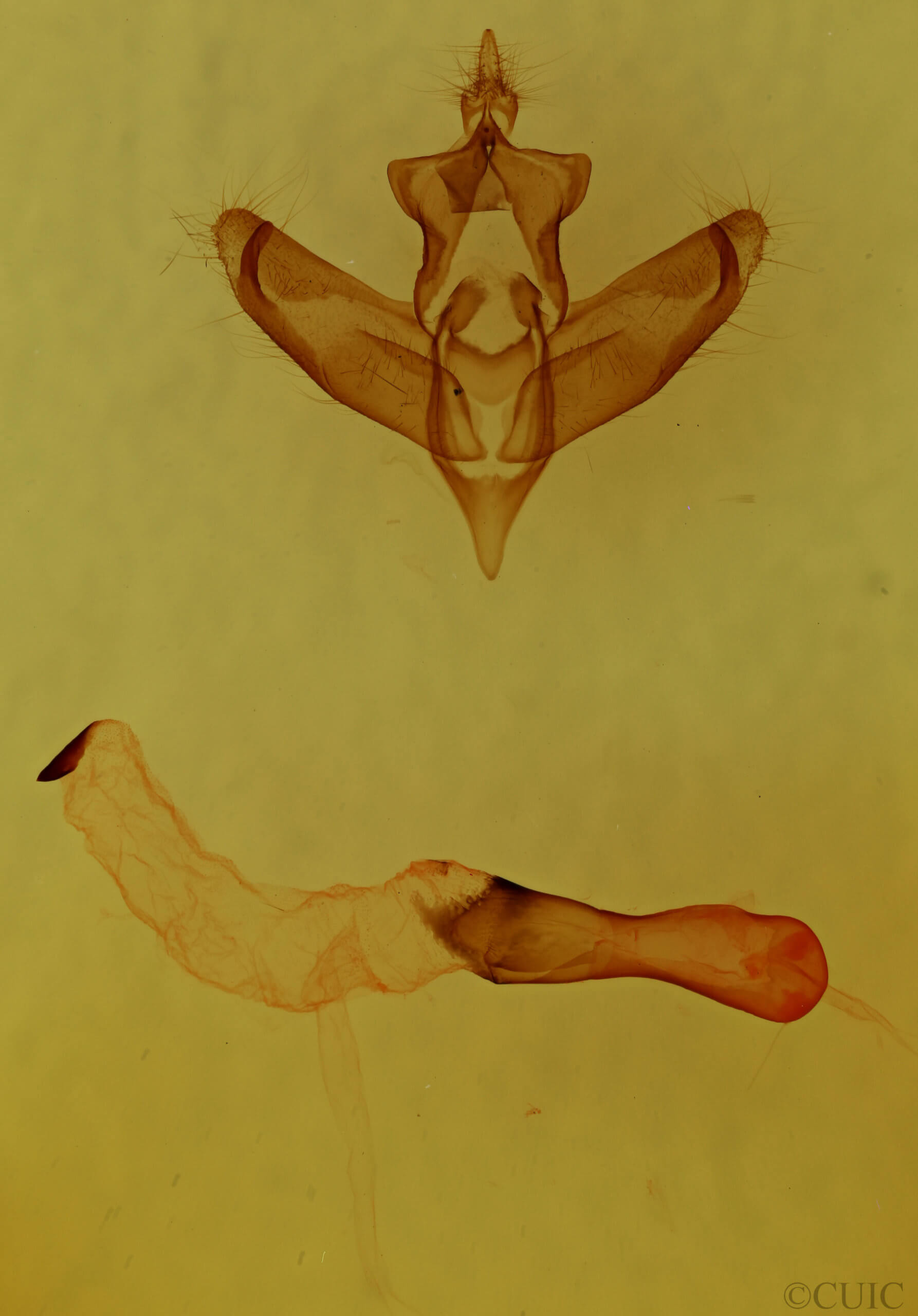 genitalia view of adult Panthea furcilla furcilla