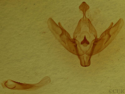 genitalia view of adult Protolampra sobrina