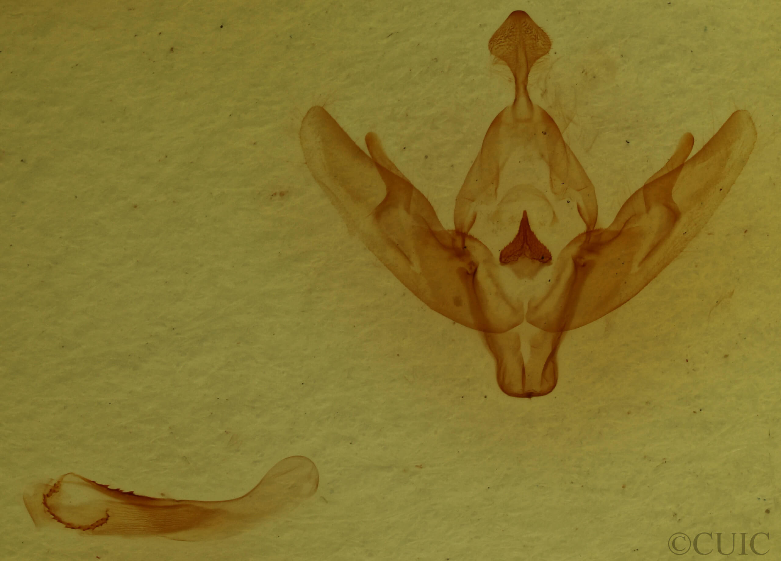 genitalia view of adult Protolampra sobrina