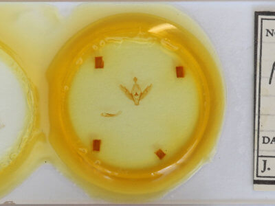 slide view of adult Protolampra sobrina