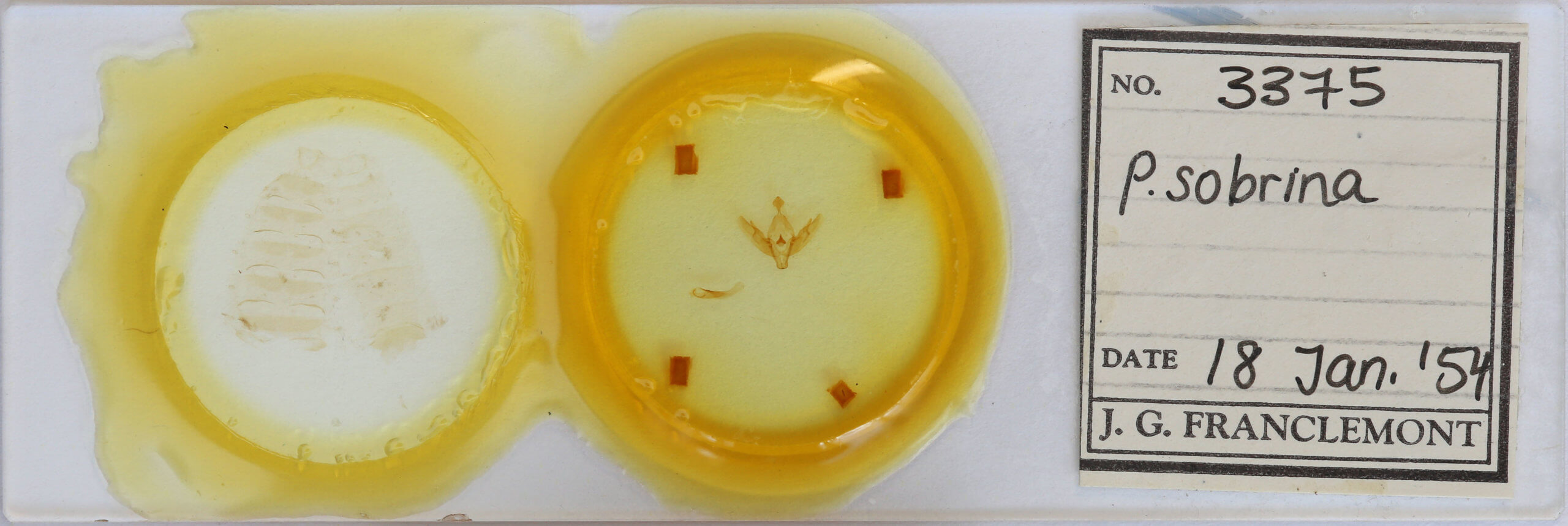 slide view of adult Protolampra sobrina