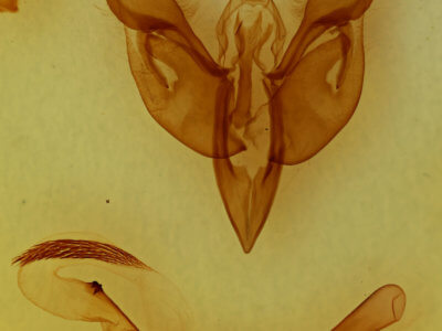 genitalia view of adult Parapamea buffaloensis