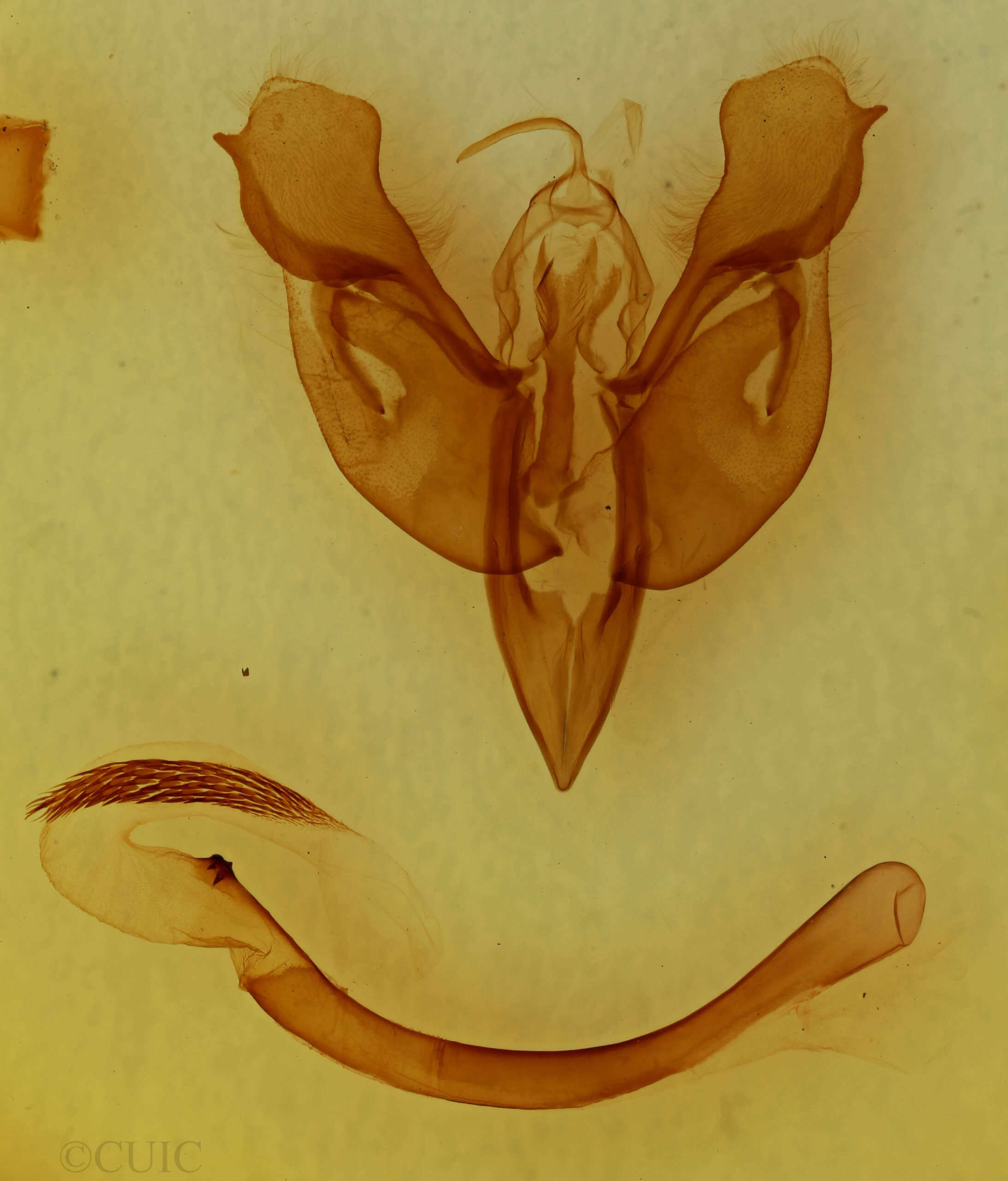 genitalia view of adult Parapamea buffaloensis