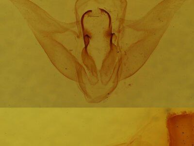 genitalia view of adult Parasa indetermina