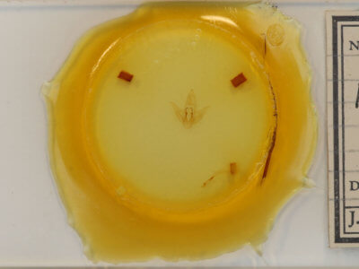 slide view of adult Parasa indetermina