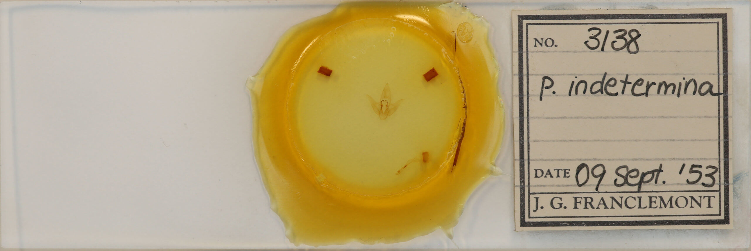 slide view of adult Parasa indetermina