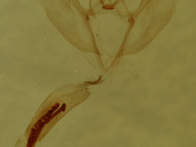 genitalia view of adult Patalene olyzonaria puber