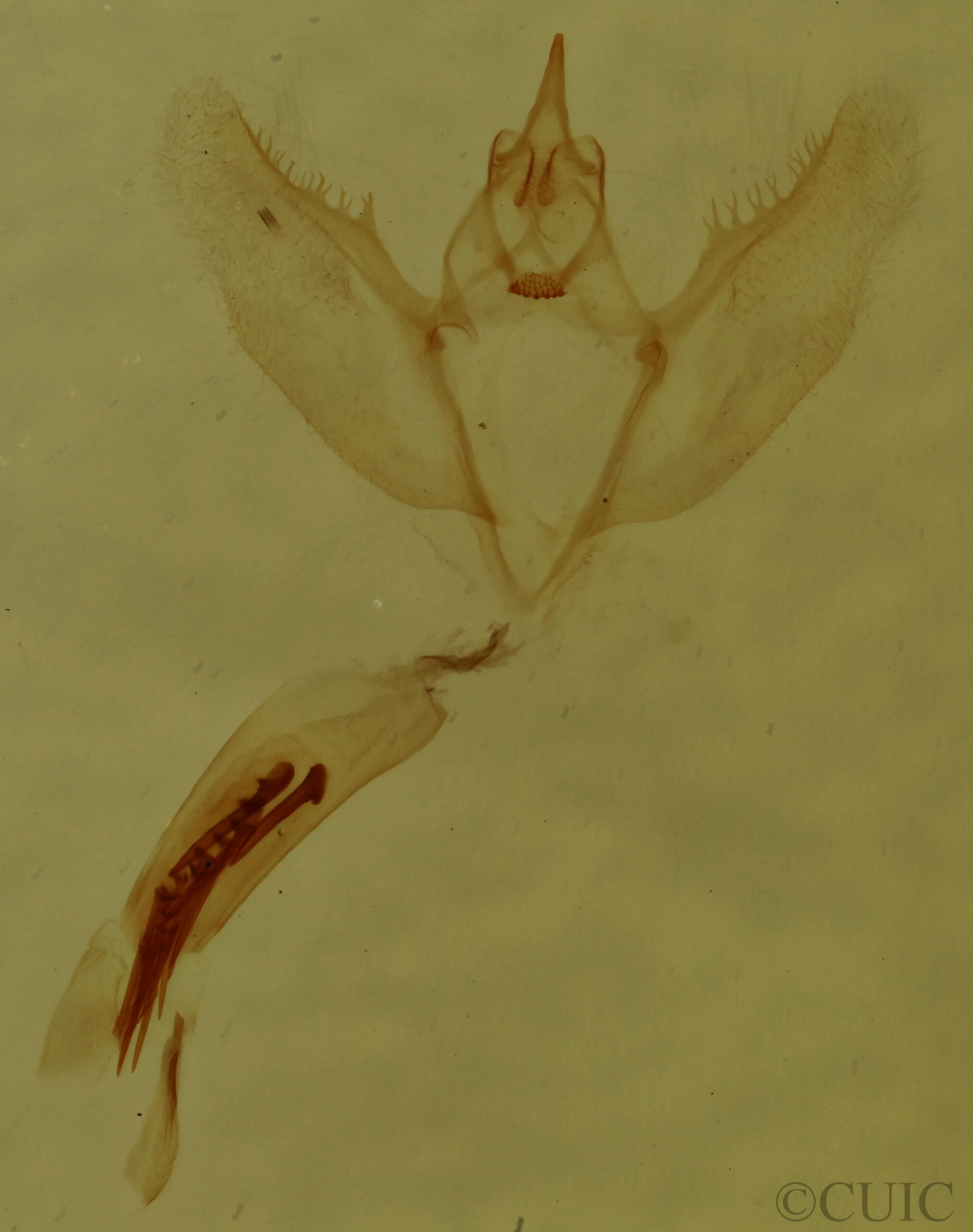 genitalia view of adult Patalene olyzonaria puber
