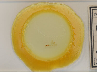 slide view of adult Patalene olyzonaria puber