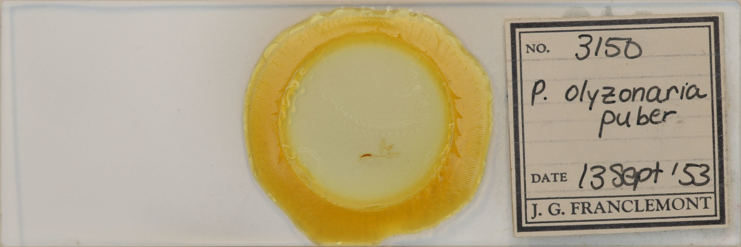 slide view of adult Patalene olyzonaria puber