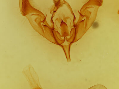 genitalia view of adult Peridroma saucia