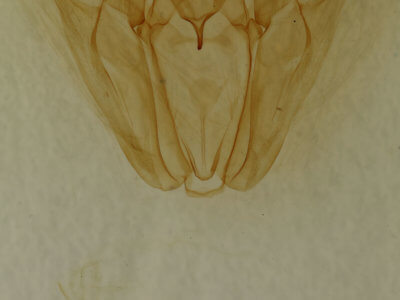 genitalia view of adult Pero ancetaria