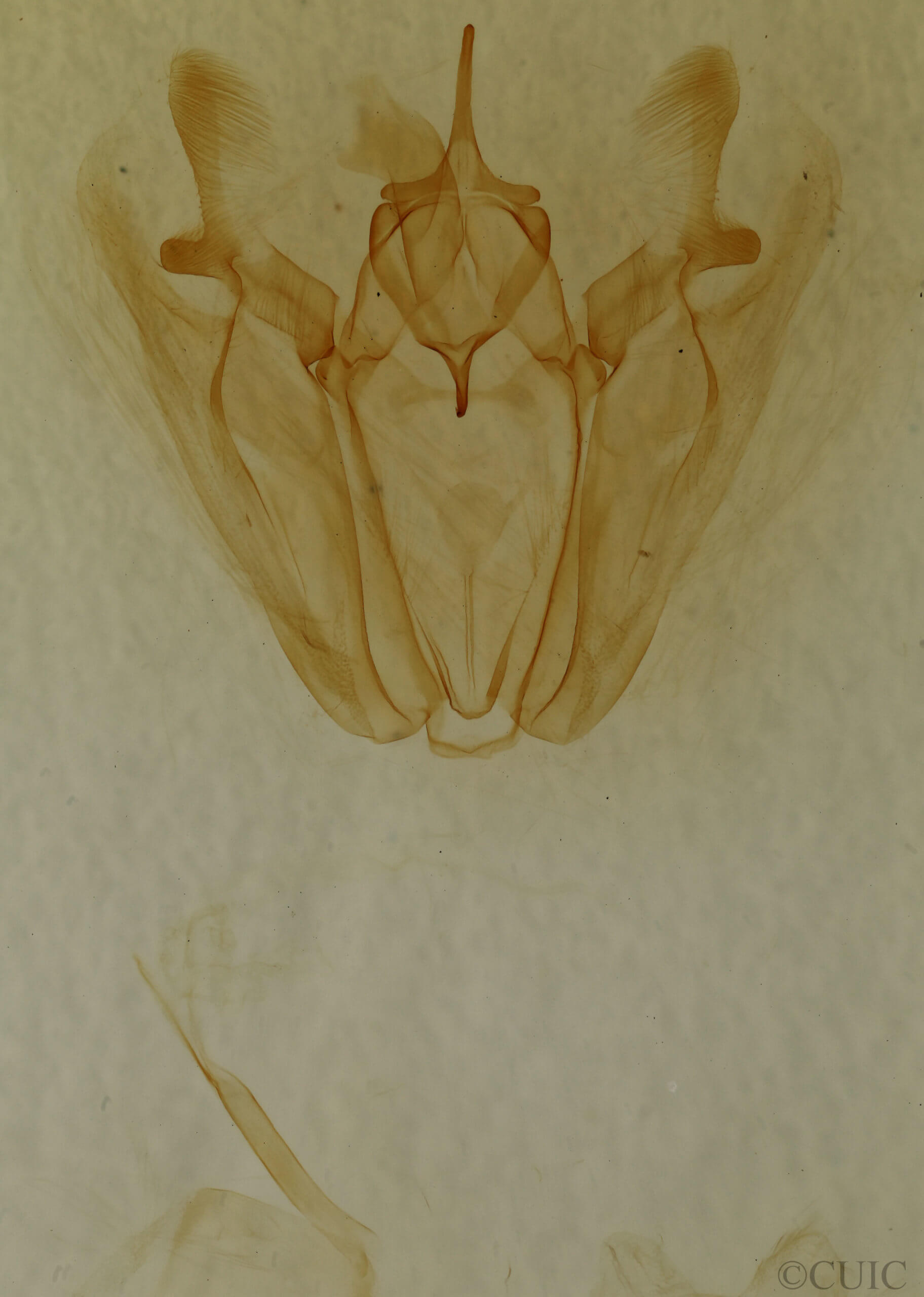genitalia view of adult Pero ancetaria