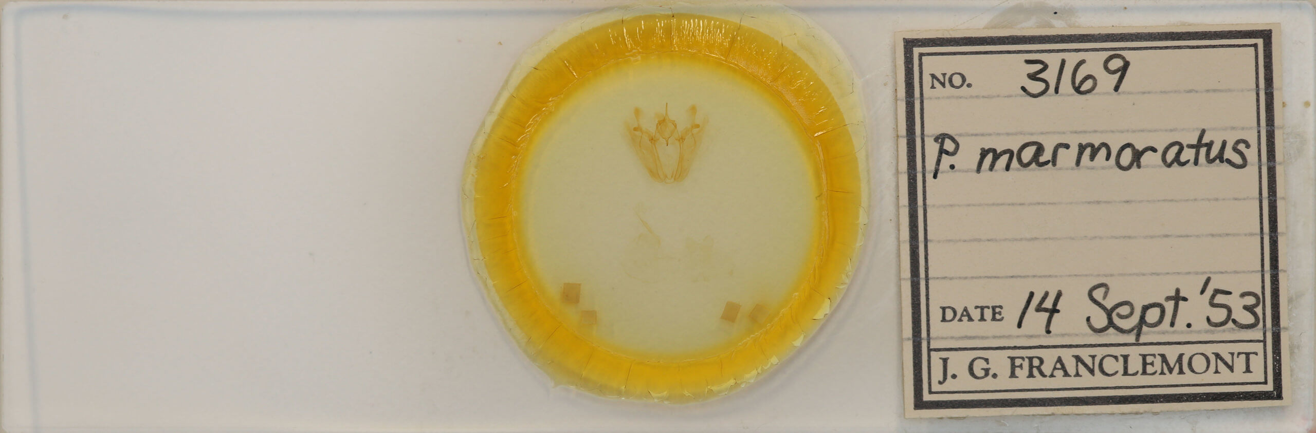 slide view of adult Pero ancetaria