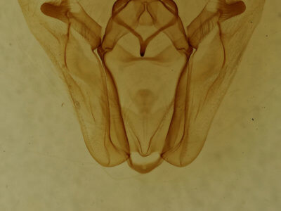 genitalia view of adult Pero ancetaria