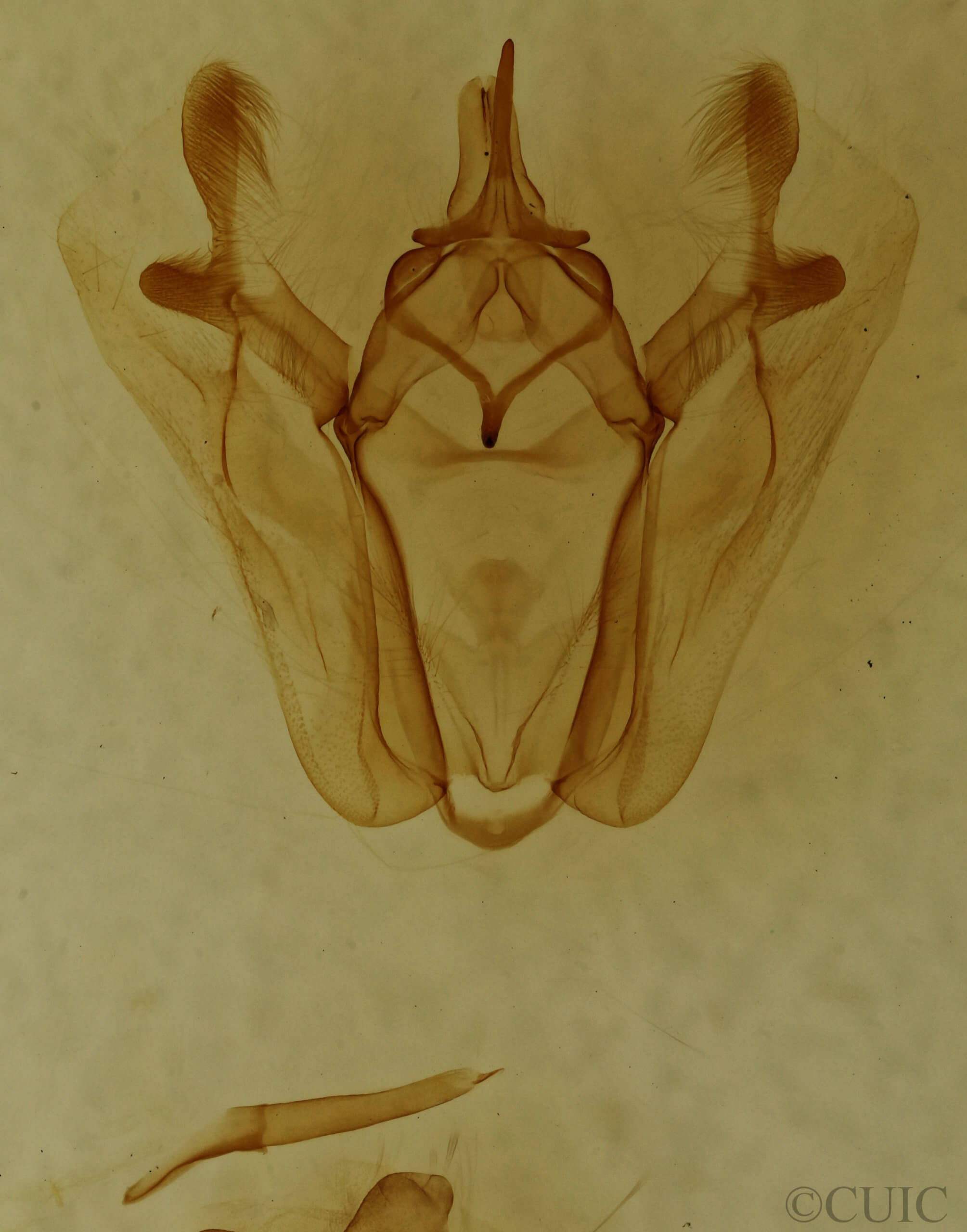 genitalia view of adult Pero ancetaria