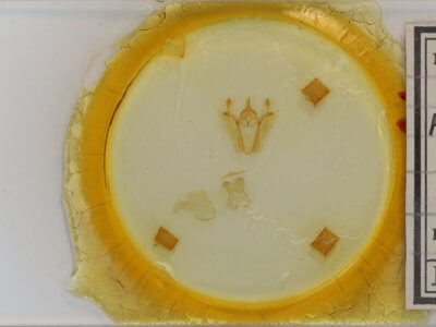 slide view of adult Pero ancetaria