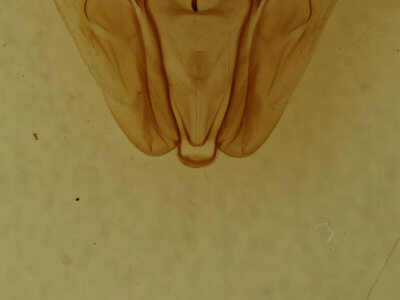 genitalia view of adult Pero ancetaria