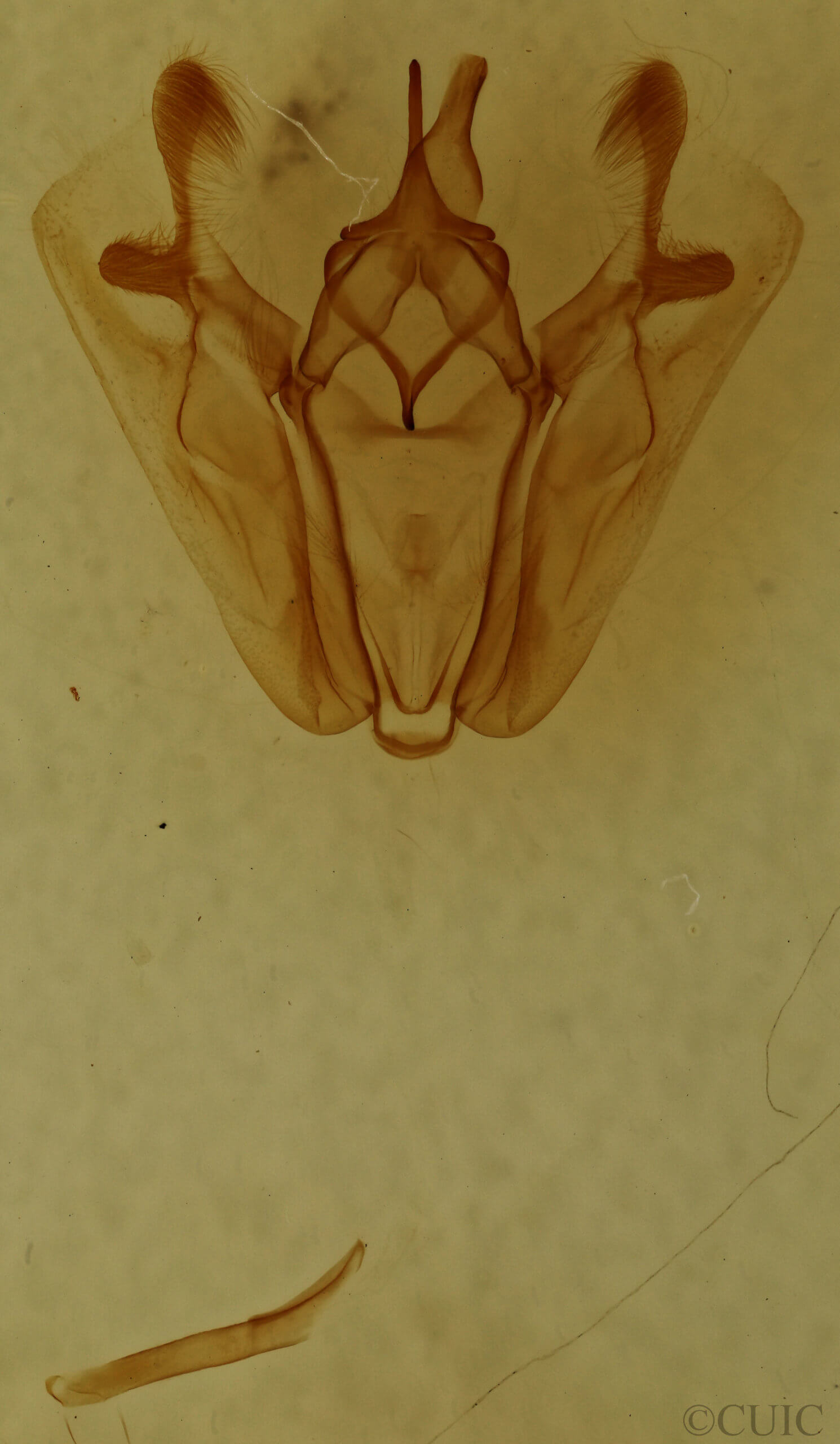 genitalia view of adult Pero ancetaria
