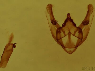 genitalia view of adult Phigalia titea