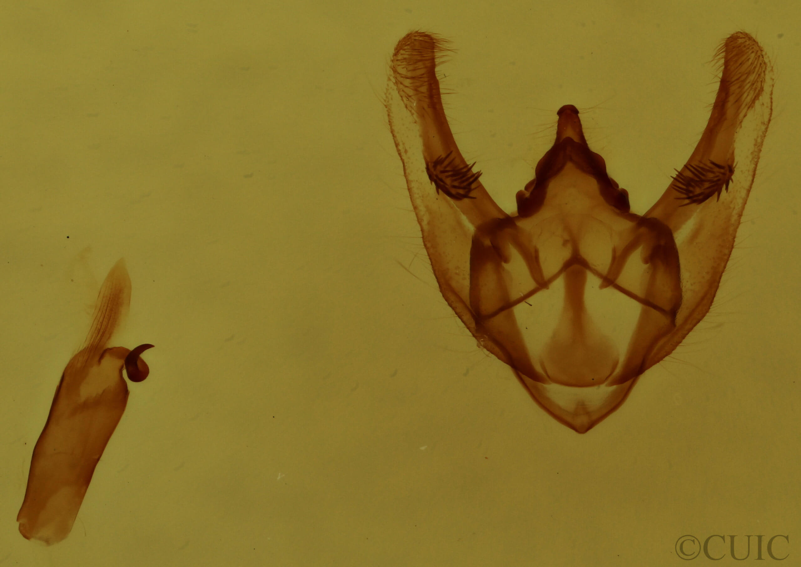 genitalia view of adult Phigalia titea