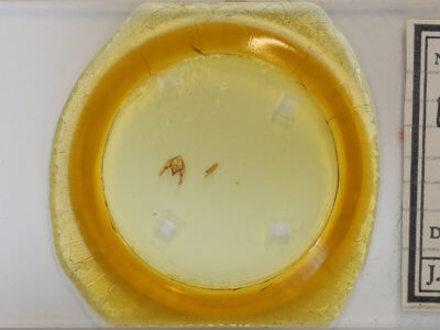 slide view of adult Phigalia titea