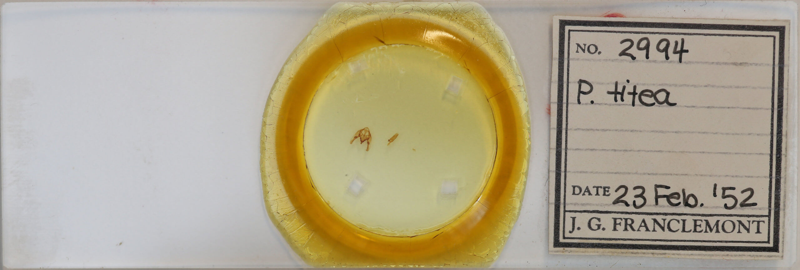 slide view of adult Phigalia titea