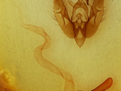 genitalia view of adult Phlogophora periculosa