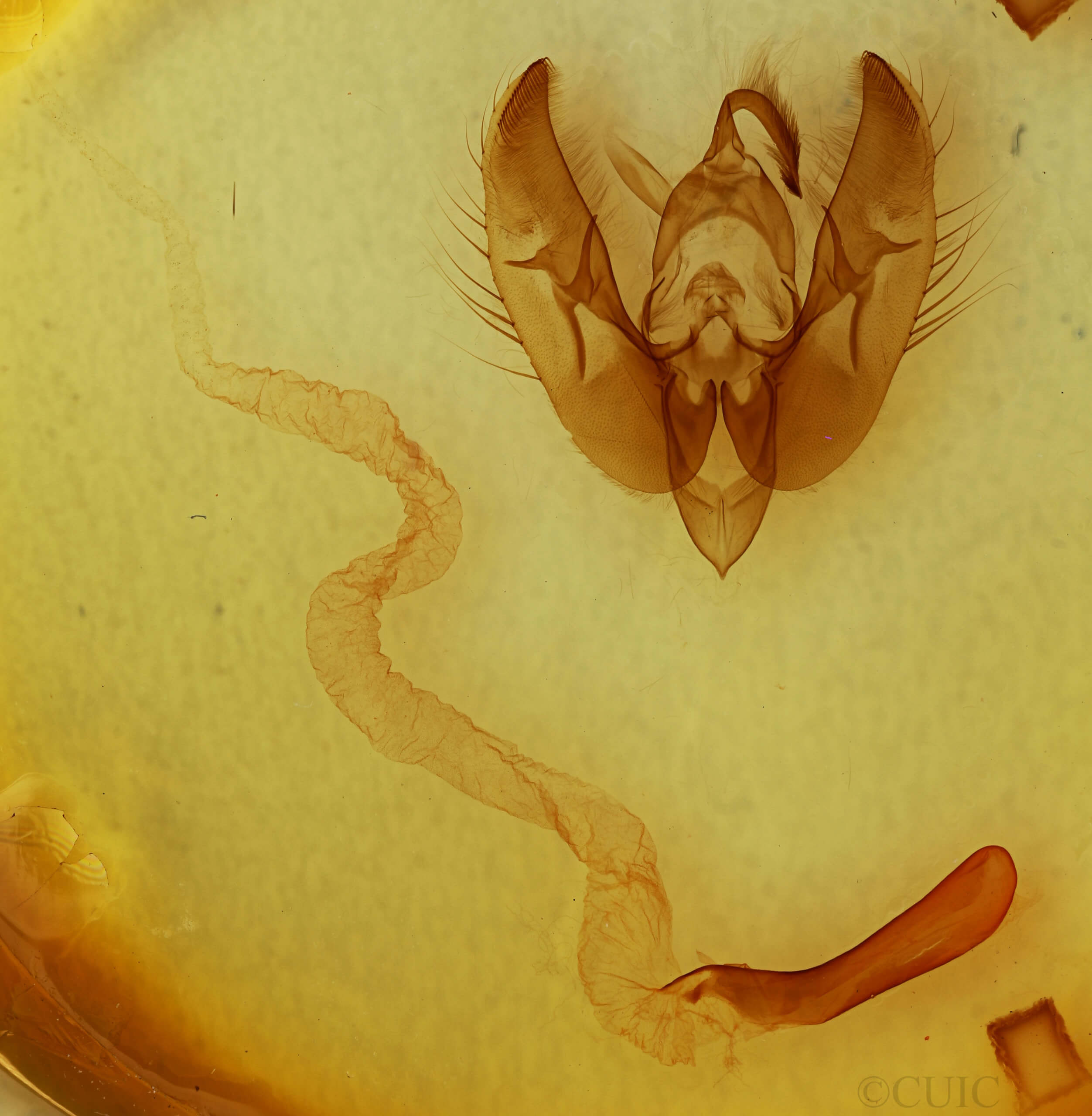 genitalia view of adult Phlogophora periculosa