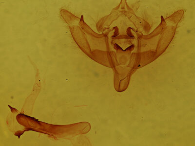 genitalia view of adult Phragmatiphila nexa